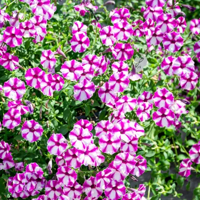 Petúnie Musica Purple Star F1 - Petunia x grandiflora - osivo petúnie - 30 ks