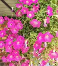 Petúnie Musica Pink Morn F1 - Petunia x grandiflora - osivo petúnie - 30 ks