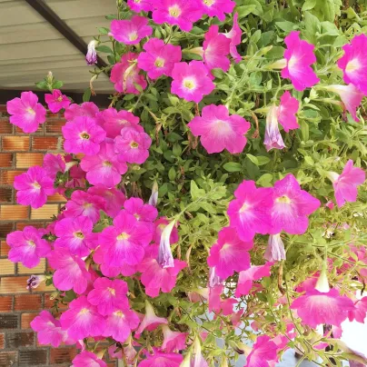 Petúnie Musica Pink Morn F1 - Petunia x grandiflora - osivo petúnie - 30 ks