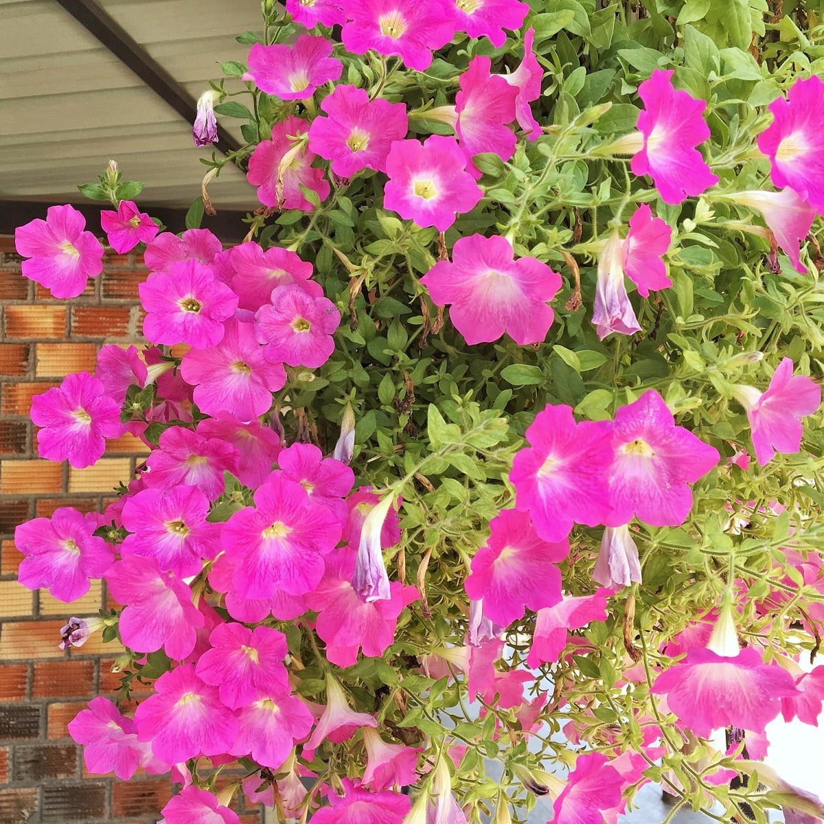 Petúnie Musica Pink Morn F1 - Petunia x grandiflora - osivo petúnie - 30 ks