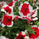 Petúnie Musica Red Frost F1 - Petunia x grandiflora - osivo petúnie - 30 ks