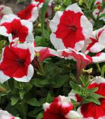 Petúnie Musica Red Frost F1 - Petunia x grandiflora - osivo petúnie - 30 ks