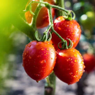 Rajče Tutti Frutti F1 - Solanum lycopersicum - osivo rajčat - 6 ks