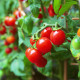 Rajče Spencer - Solanum lycopersicum - osivo rajčat - 20 ks