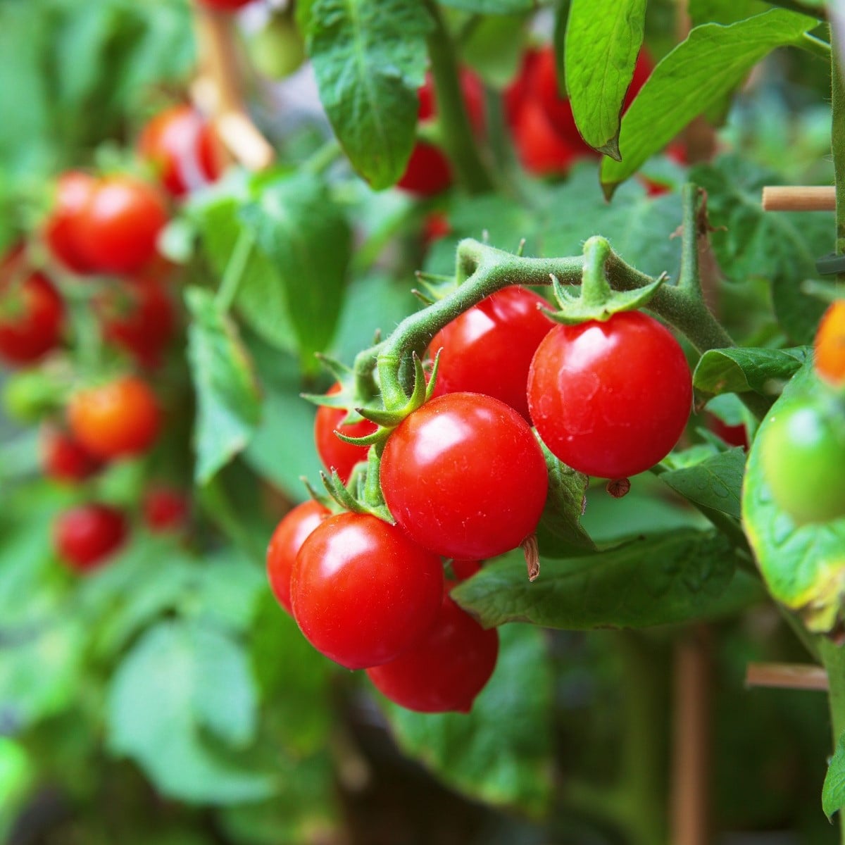Rajče Spencer - Solanum lycopersicum - osivo rajčat - 20 ks