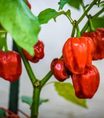 BIO Chilli Habanero červené - Capsicum chinense - bio osivo chilli - 6 ks