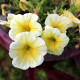 Petúnie Lavina Žlutá hvězda F1 - Petunia pendula - osivo petúnie - 20 ks