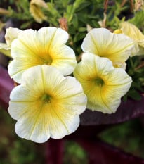 Petúnie Lavina Žlutá hvězda F1 - Petunia pendula - osivo petúnie - 20 ks