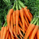 BIO Mrkev Amsterdam - Daucus carota - bio osivo mrkve - 300 ks