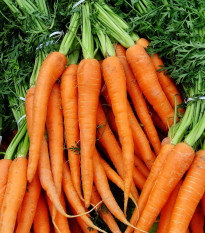 BIO Mrkev Amsterdam - Daucus carota - bio osivo mrkve - 300 ks