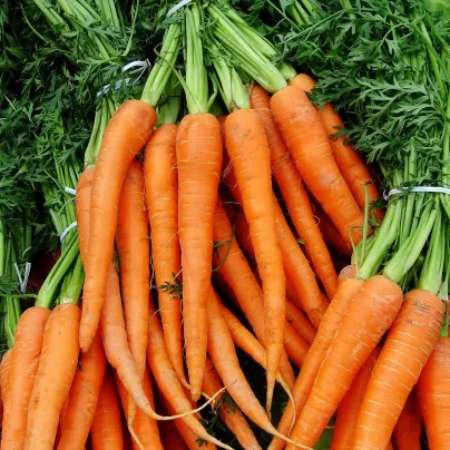 BIO Mrkev Amsterdam - Daucus carota - bio osivo mrkve - 300 ks