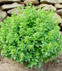 Bazalka pravá Compact - Ocimum basilicum - osivo bazalky - 400 ks