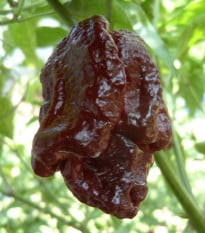Chilli T. Scorpion Moruga Caramel - Capsicum chinense - osivo chilli - 5 ks