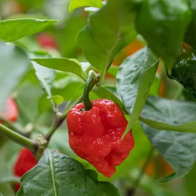Chilli 7 Pot červené - Capsicum chinense - osivo chilli - 6 ks