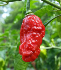 Chilli Naga Viper - Capsicum chinense - osivo chilli - 6 ks
