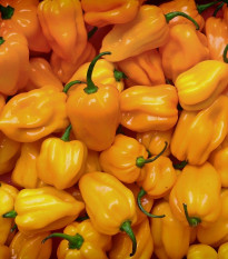 Chilli Trinidad Scorpion Moruga žluté - Capsicum chinense - osivo chilli - 5 ks