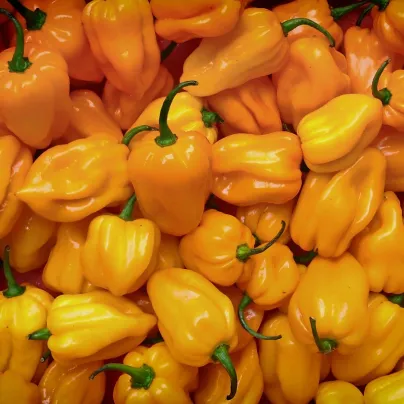 Chilli Trinidad Scorpion Moruga žluté - Capsicum chinense - osivo chilli - 5 ks