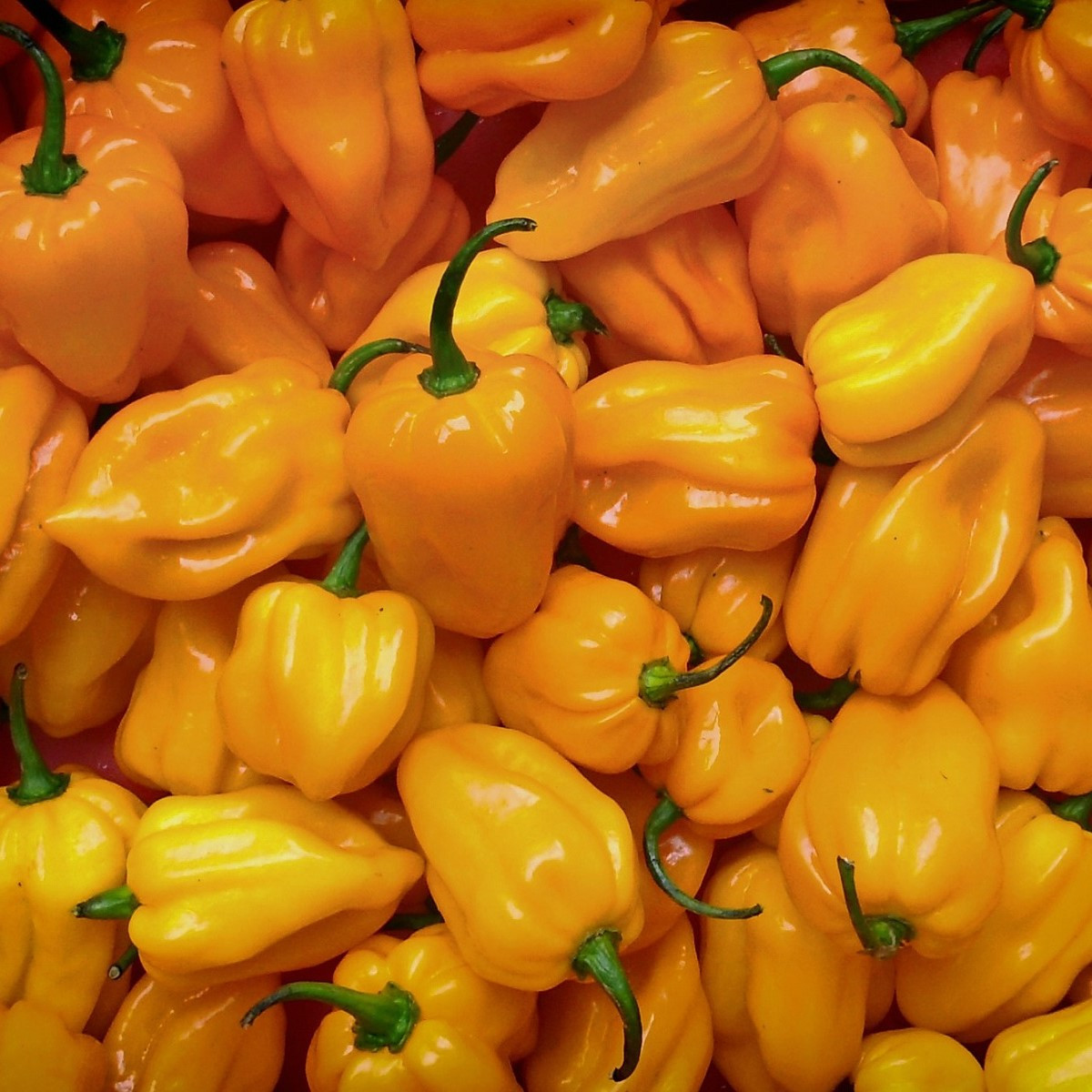 Chilli Trinidad Scorpion Moruga žluté - Capsicum chinense - osivo chilli - 5 ks