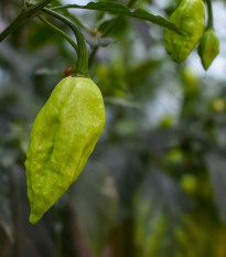 Chilli Bhut jolokia bílé - Capsicum chinense - osivo chilli - 5 ks