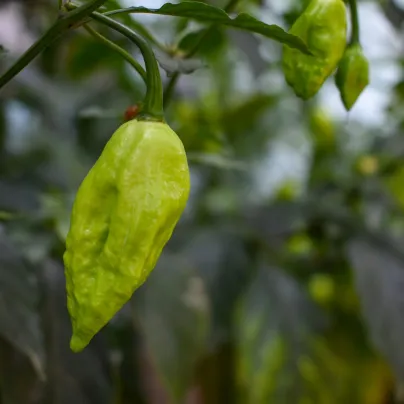 Chilli Bhut jolokia bílé - Capsicum chinense - osivo chilli - 5 ks