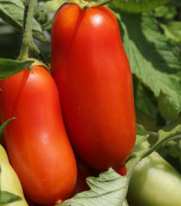 Rajče Andenhorn Andine Cornue - Solanum lycopersicum - osivo rajčat - 10 ks