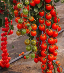 Rajče Charmant F1 - Solanum lycopersicum - osivo rajčat - 10 ks