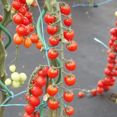 Rajče Curranto F1 - Solanum lycopersicum - osivo rajčat - 10 ks