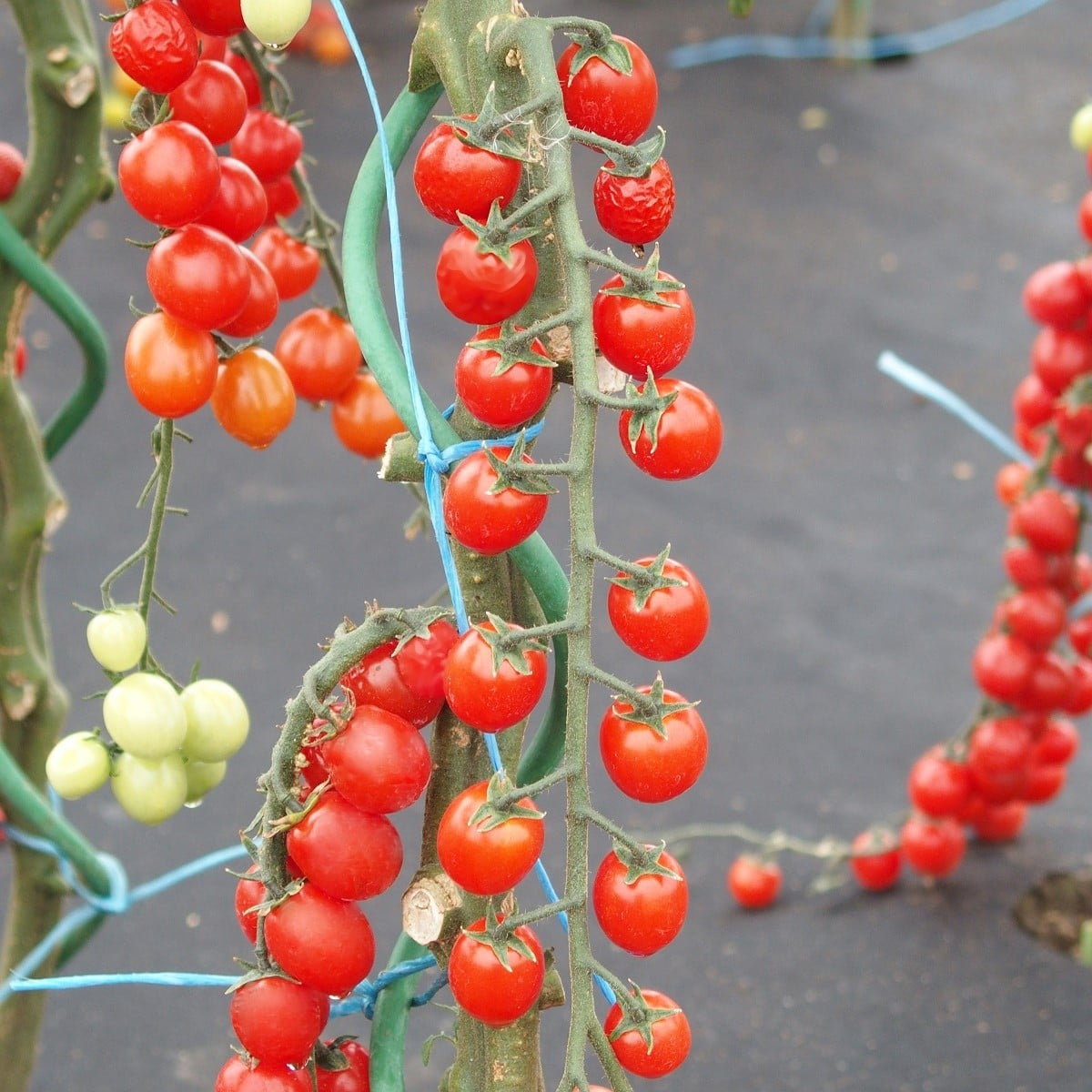 Rajče Curranto F1 - Solanum lycopersicum - osivo rajčat - 10 ks