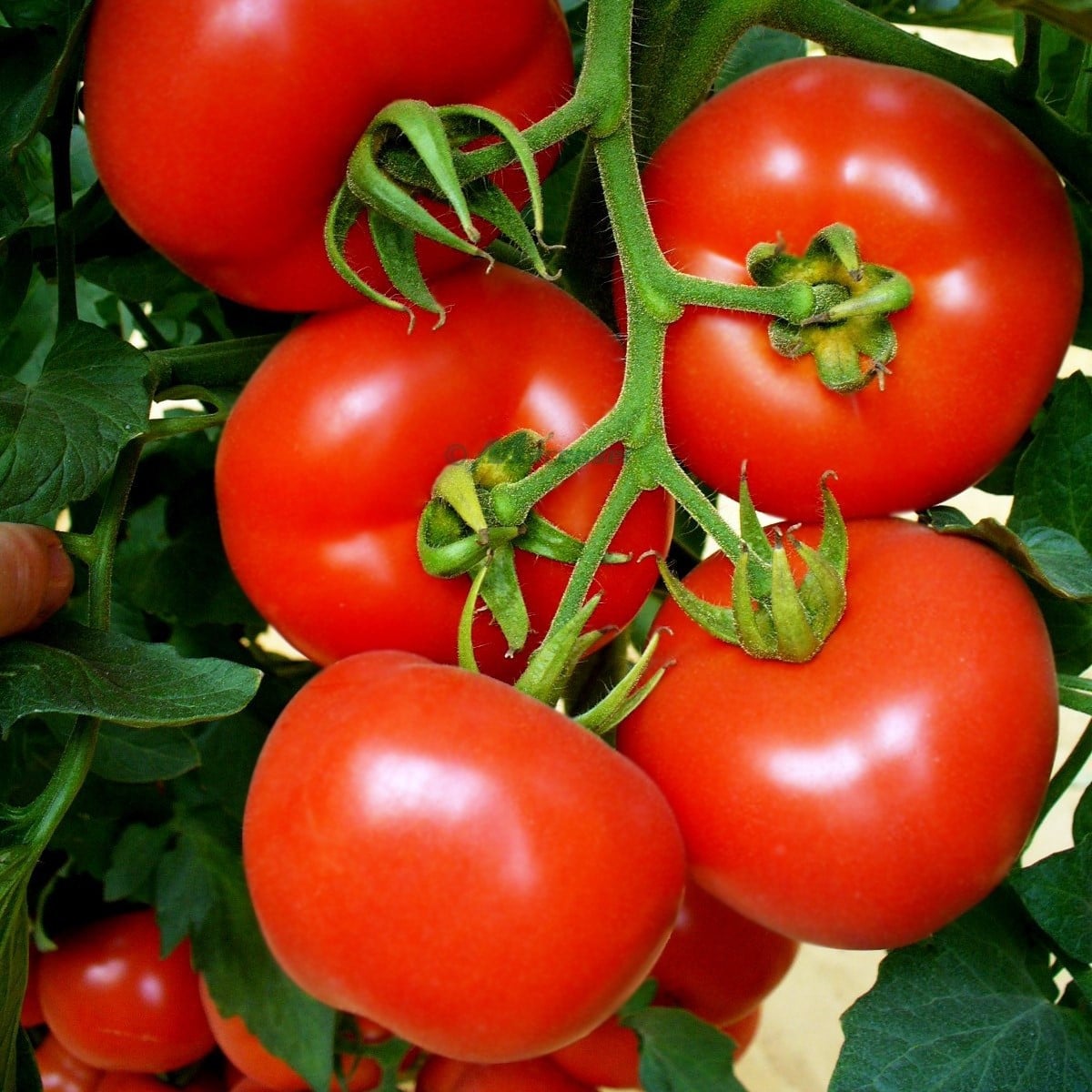 Rajče Mercedes F1 - Solanum lycopersicum - osivo rajčat - 5 ks