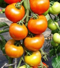 Rajče Orkado F1 - Solanum lycopersicum - osivo rajčat - 30 ks