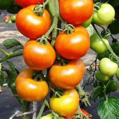 Rajče Orkado F1 - Solanum lycopersicum - osivo rajčat - 30 ks