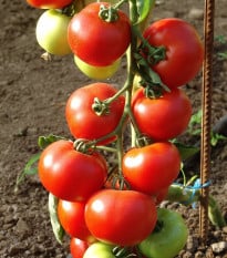 Rajče Dafne F1 - Solanum lycopersicum - osivo rajčat - 12 ks