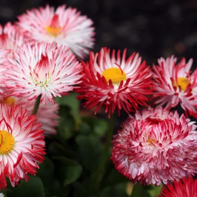 Sedmikráska růžová Roggli - Bellis perennis - osivo sedmikrásky - 50 ks