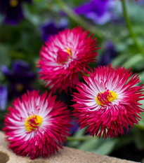 Sedmikráska červená Roggli - Bellis perennis - osivo sedmikrásky - 50 ks