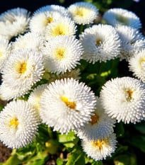 Sedmikráska bílá Roggli - Bellis perennis - osivo sedmikrásky - 50 ks