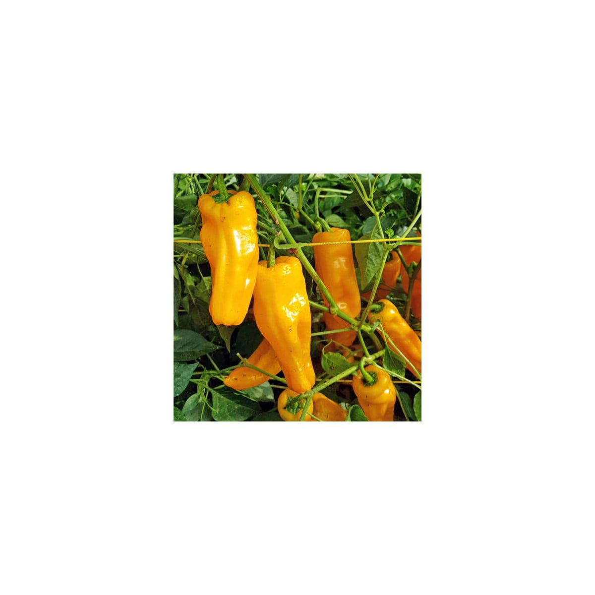 BIO Chilli Marseillais - Capsicum chinense - bio osivo chilli - 7 ks