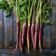 BIO Mrkev fialová Gniff - Daucus carota - bio osivo mrkve - 400 ks