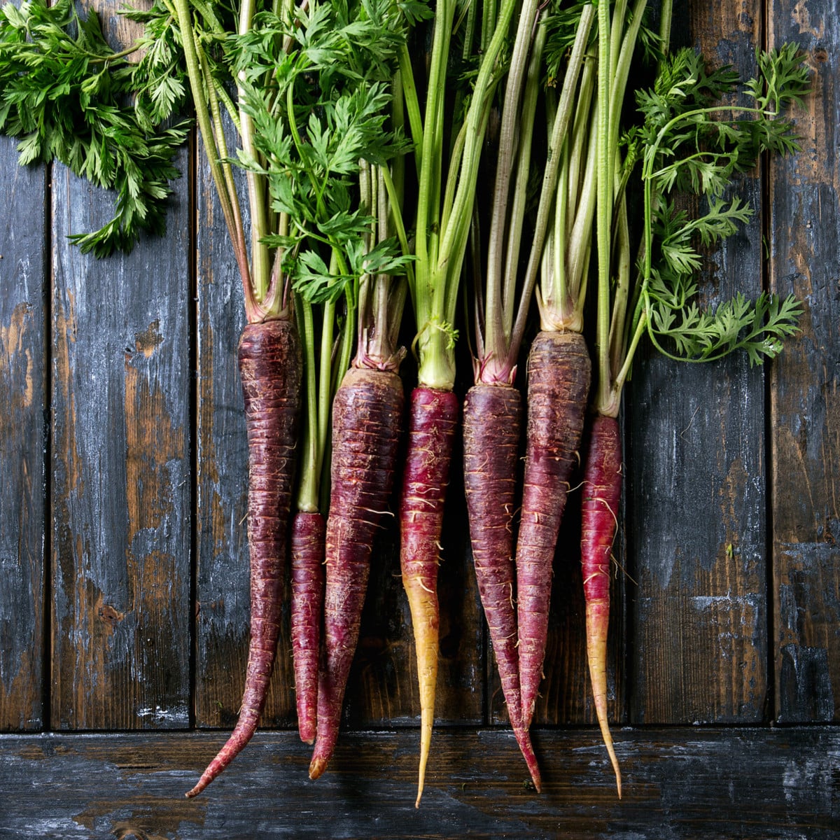BIO Mrkev fialová Gniff - Daucus carota - bio osivo mrkve - 400 ks