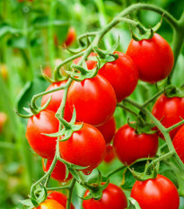 Rajče Crokini PhR F1 - Solanum lycopersicum - osivo rajčat - 7 ks