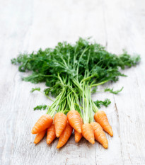 Mrkev Chamare - Daucus carota - osivo mrkve - 800 ks