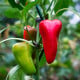 BIO Chilli Salsa - Capsicum chinense - bio osivo chilli - 7 ks