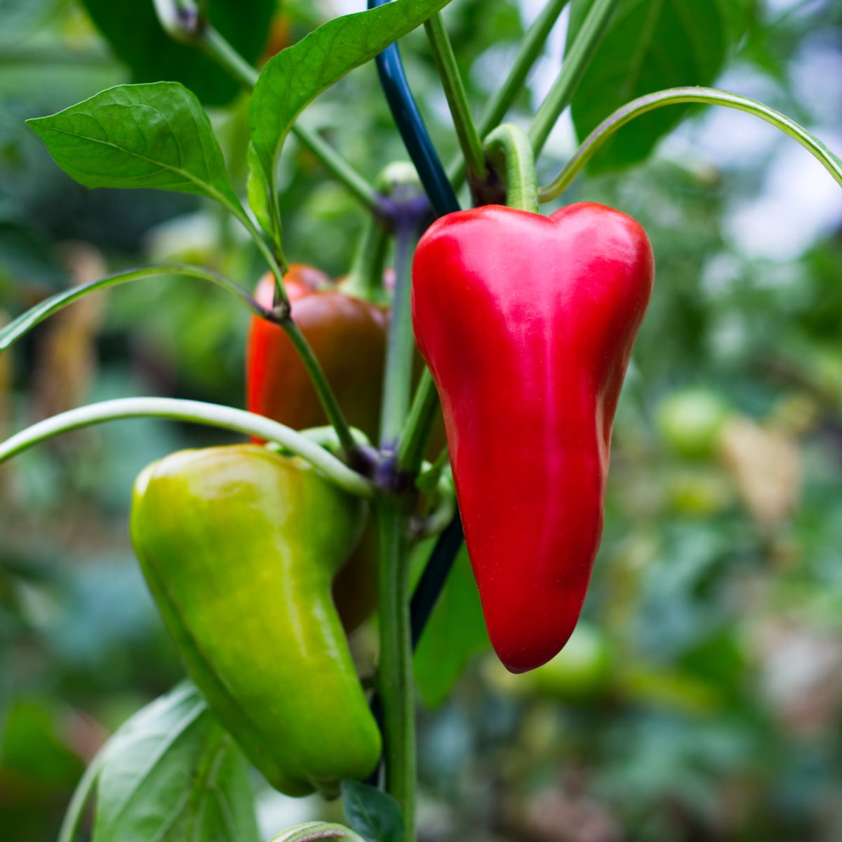 BIO Chilli Salsa - Capsicum chinense - bio osivo chilli - 7 ks