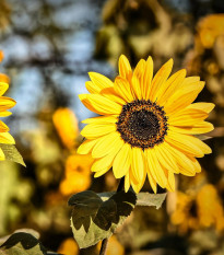 Slunečnice Sunspot - Helianthus annuus - osivo slunečnice - 15 ks