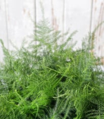 Chřest hustokvětý - Asparagus plumosus - osivo okrasného chřestu - 15 ks