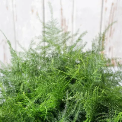 Chřest hustokvětý - Asparagus plumosus - osivo okrasného chřestu - 15 ks