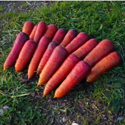 BIO Mrkev raná Rouge Sang - Daucus carota - bio osivo mrkve - 200 ks