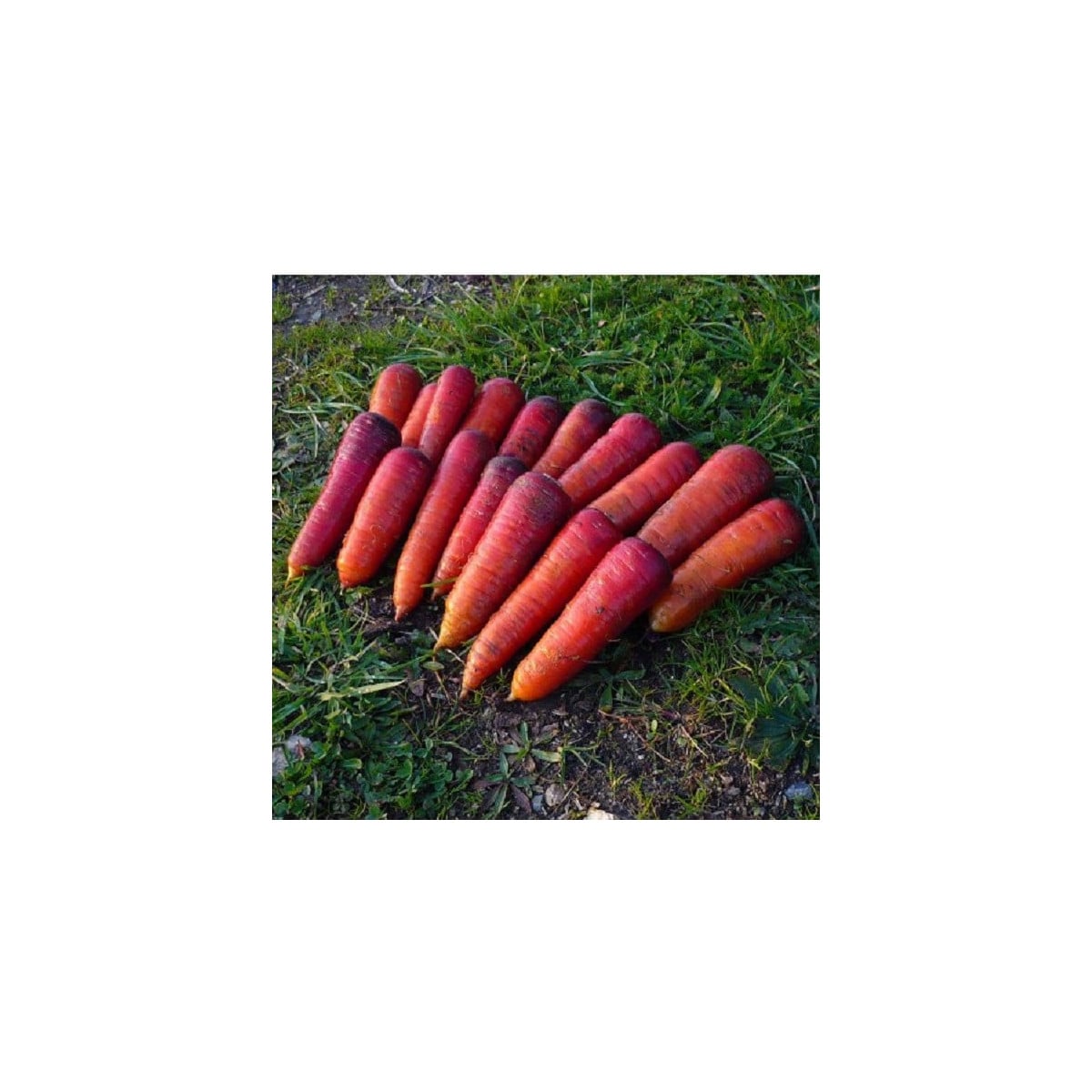 BIO Mrkev raná Rouge Sang - Daucus carota - bio osivo mrkve - 200 ks