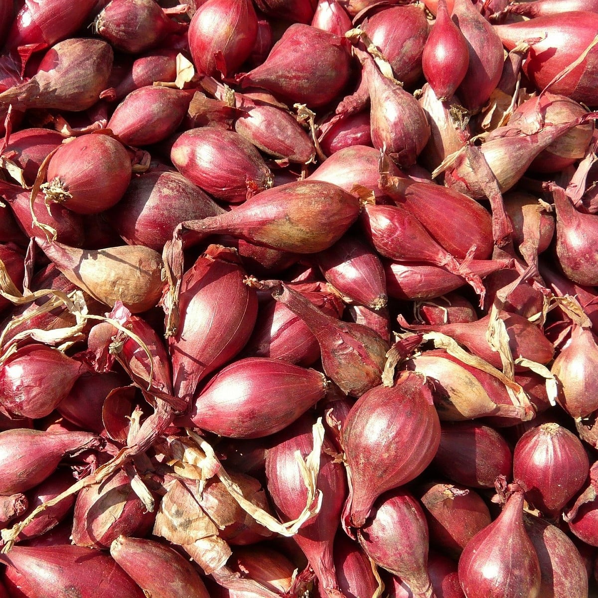 BIO Cibule Rossa di Firenze - Allium cepa - bio osivo cibule - 100 ks