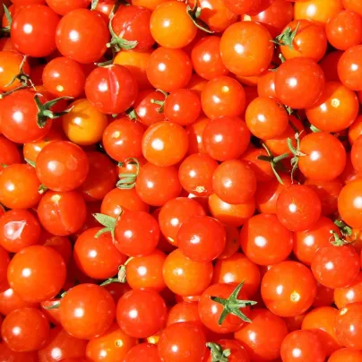 Rajče Gardeners Delight - Solanum lycopersicum - osivo rajčat - 10 ks