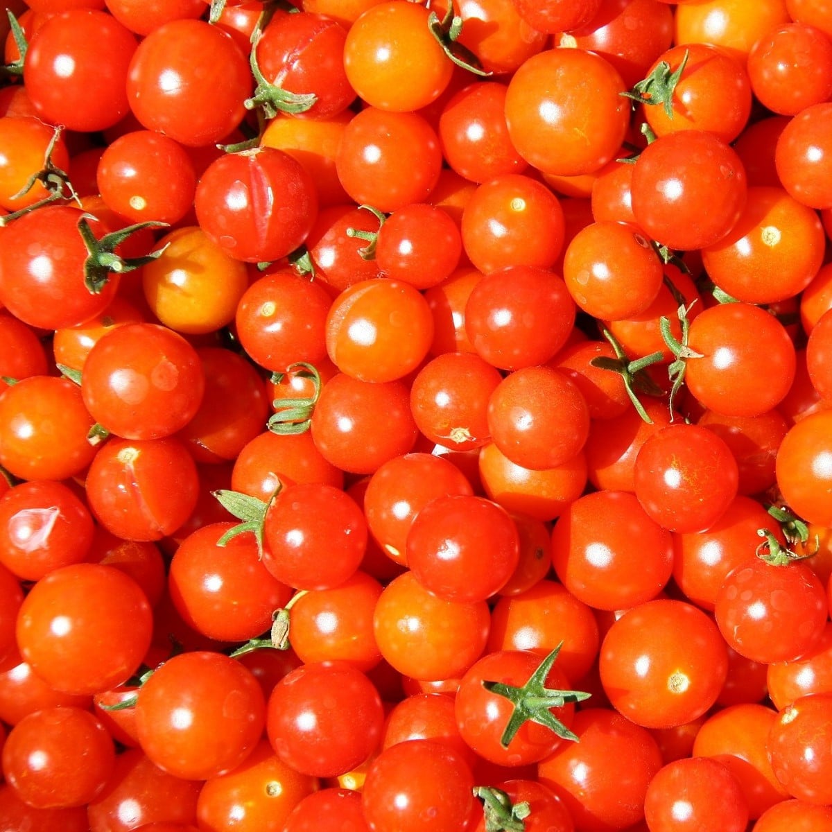 Rajče Gardeners Delight - Solanum lycopersicum - osivo rajčat - 10 ks